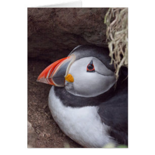 Puffin in einem Burrow