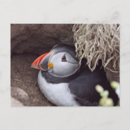 Puffin in einem Burrow Postkarte