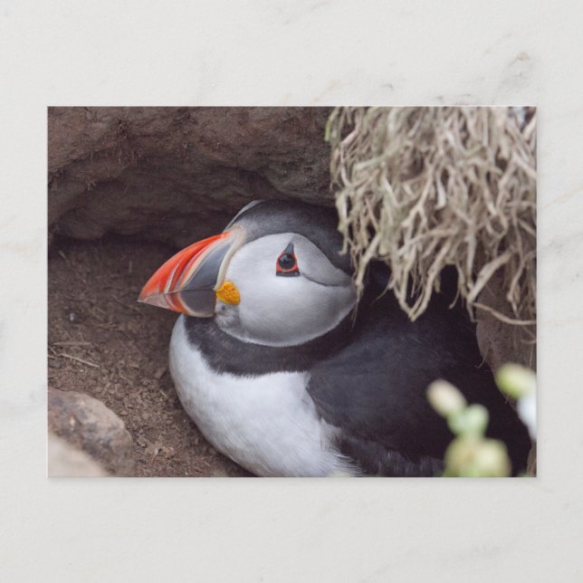 Puffin in einem Burrow Postkarte (Vorderseite)