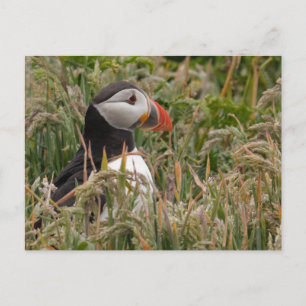 Puffin in Gras Postkarte