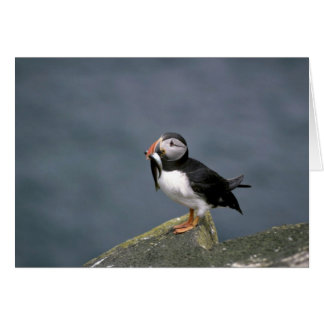 Puffin mit Fisch