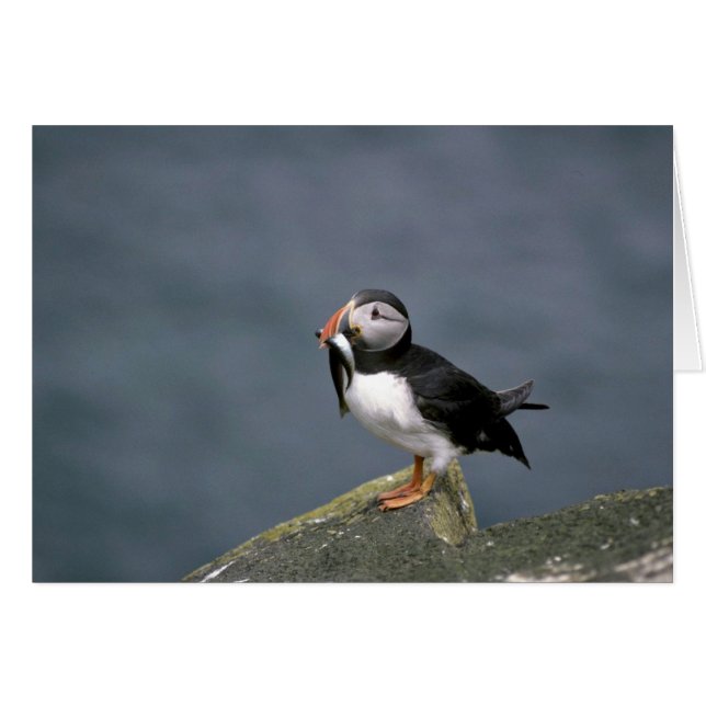 Puffin mit Fisch (Vorderseite (Horizontal))