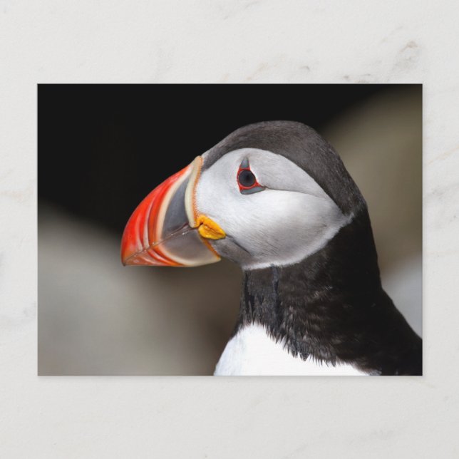 Puffin Nah-up Foto Postkarte (Vorderseite)