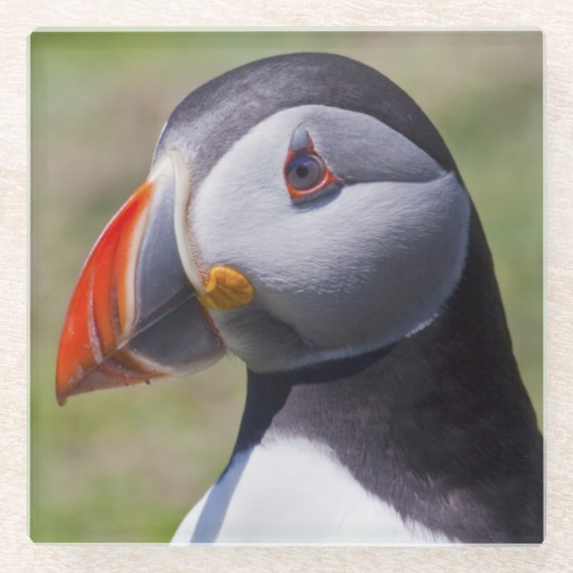 Puffin Portrait Glass Untersetzer (Vorderseite)