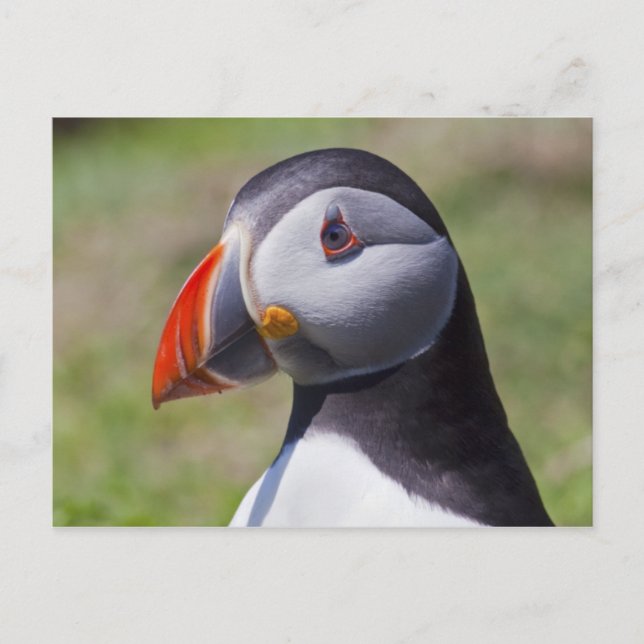 Puffin Portrait Postkarte (Vorderseite)