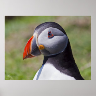 Puffin Portrait Print Poster