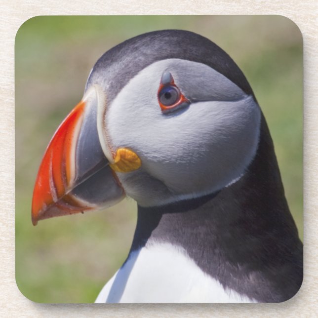 Puffin Portrait Set von 6 Untersetzer (Vorderseite)