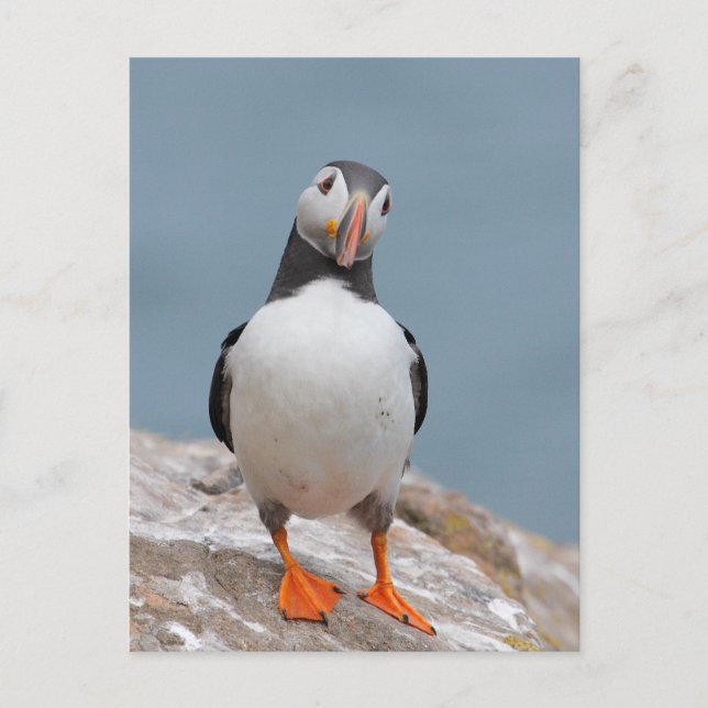 Puffin Pose Postkarte (Vorderseite)