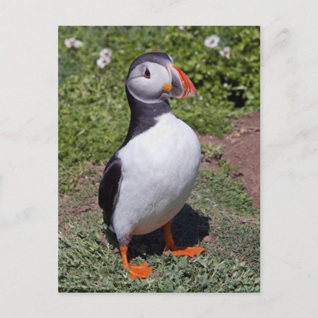 Puffin Postcard Postkarte (Vorderseite)