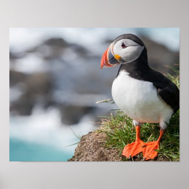 Puffin Poster (Vorne)