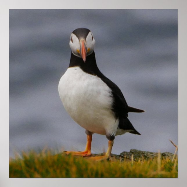 Puffin Poster (Vorne)