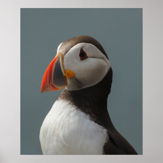 Puffin Poster (Vorne)