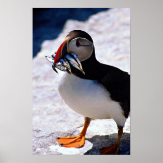 Puffin Poster