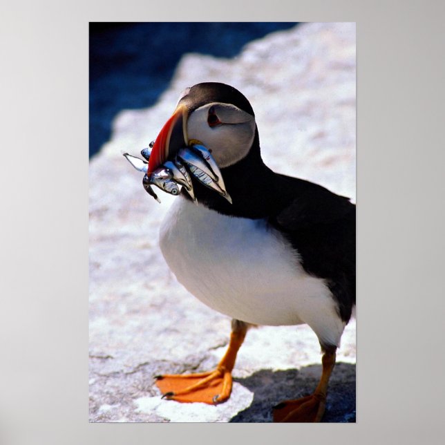 Puffin Poster (Vorne)
