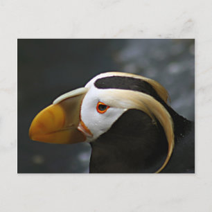 Puffin Postkarte