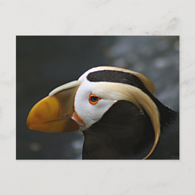 Puffin Postkarte (Vorderseite)
