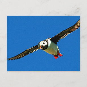 Puffin Postkarte