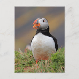 Puffin Postkarte