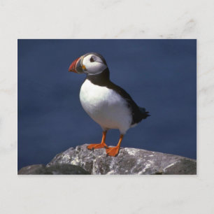 Puffin Postkarte