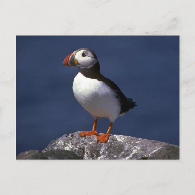 Puffin Postkarte (Vorderseite)