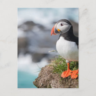 Puffin Postkarte