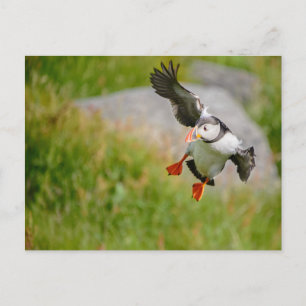 Puffin Postkarte