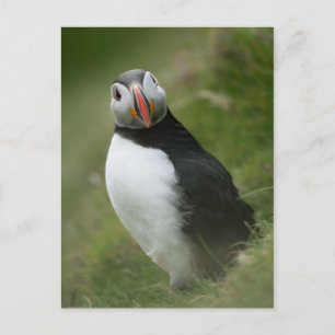 Puffin-Postkarte Postkarte