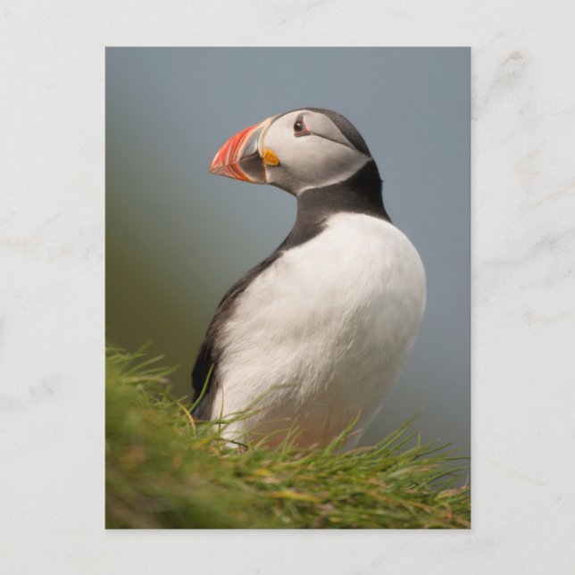 Puffin-Postkarte Postkarte (Vorderseite)