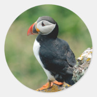 Puffin