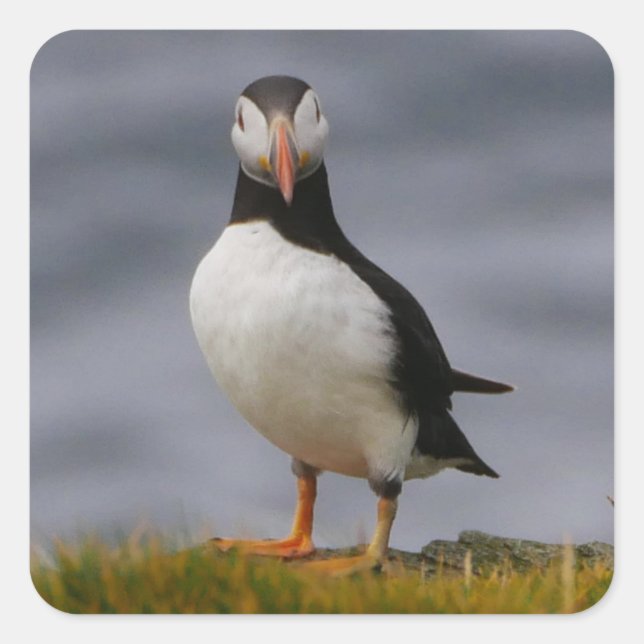 Puffin-Sticker Quadratischer Aufkleber (Vorderseite)