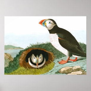 Puffin von John James Audubon Poster