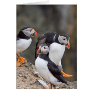 Puffinengruppe