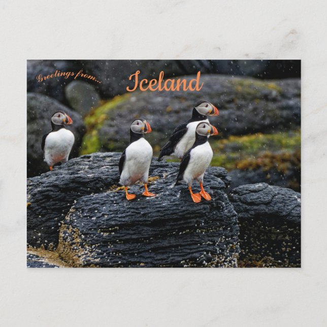 Puffins in the Rain in Iceland Postkarte (Vorderseite)