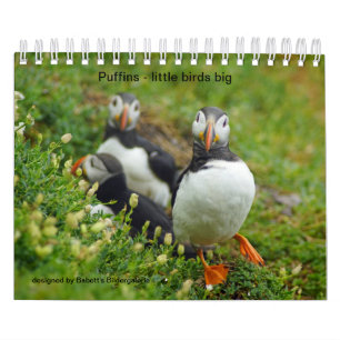 Puffins - little birds big kalender