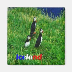 Puffins Magnet