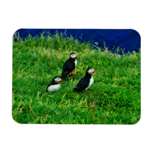 Puffins Magnet