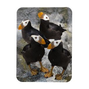 Puffins.. Magnet