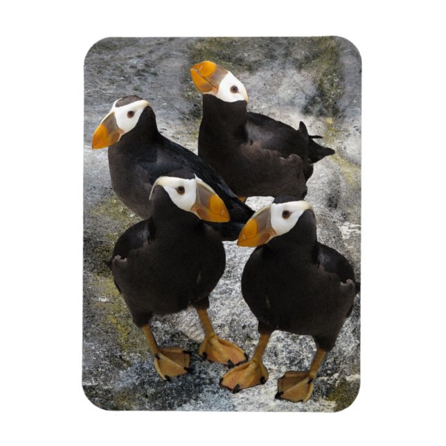 Puffins.. Magnet (Vertikal)