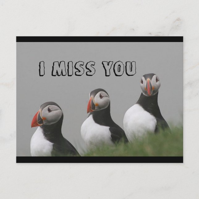Puffins Postkarte (Vorderseite)