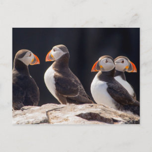 Puffins Postkarte