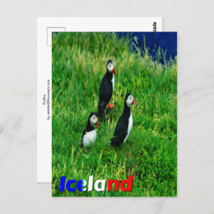 Puffins Postkarte