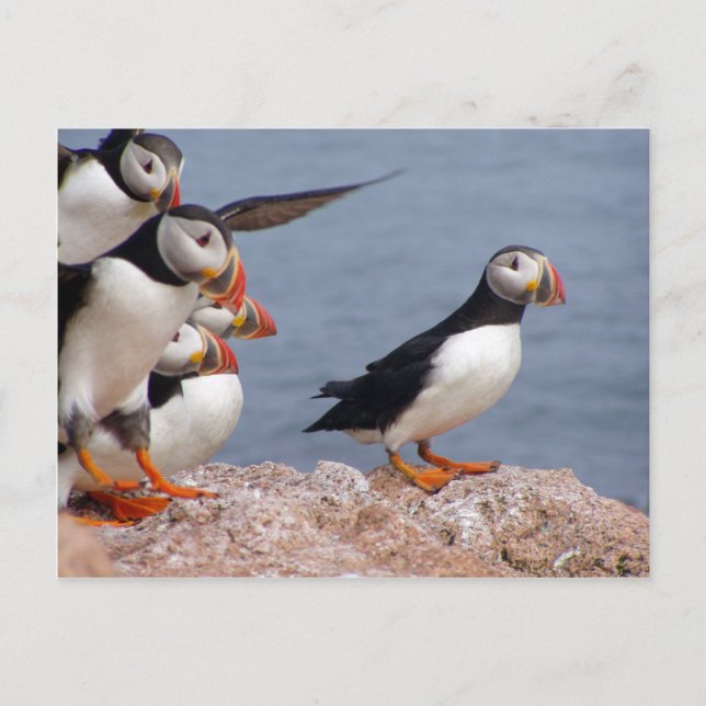 Puffins Postkarte (Vorderseite)