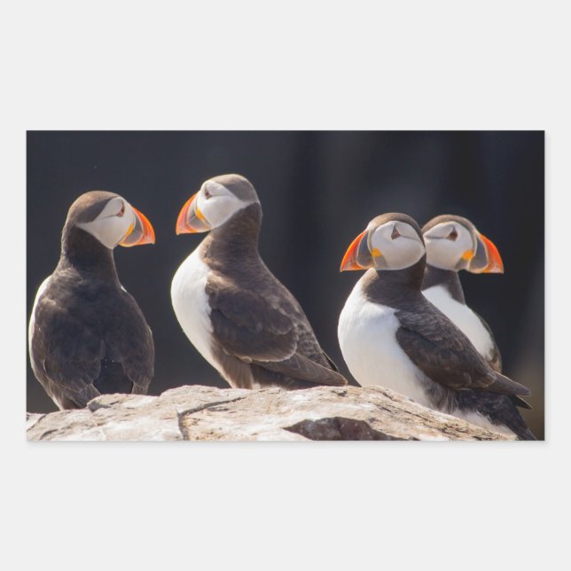 Puffins Rechteckiger Aufkleber (Vorderseite)