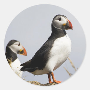 Puffins Runder Aufkleber