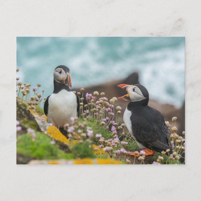 PUFFINS - SALTEINSELN, IRLAND POSTKARTE (Vorderseite)