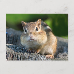 Puffy Cheeked Chipmunk Postkarte
