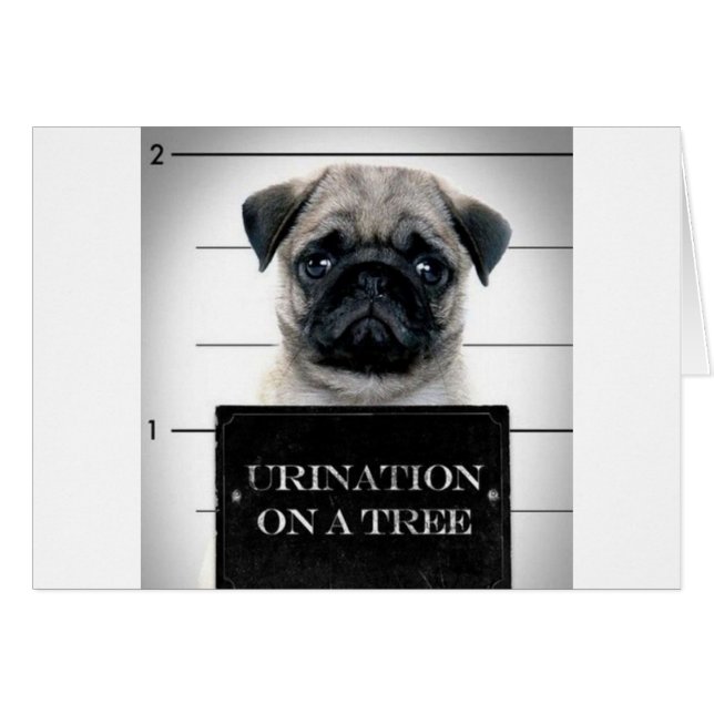 Pug (Vorderseite (Horizontal))