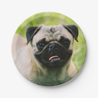 pug-13 pappteller