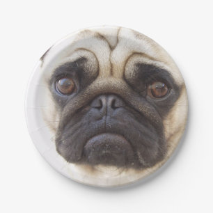 pug-7 pappteller