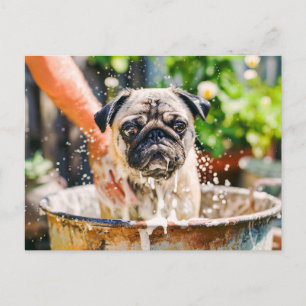 Pug Being Bathed in Bucket of Water Postkarte